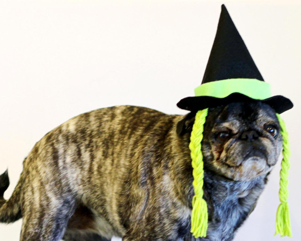 witch hat for dogs